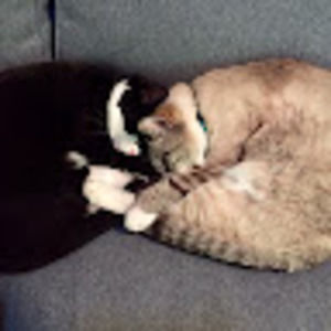 Meet your Posher, Julia